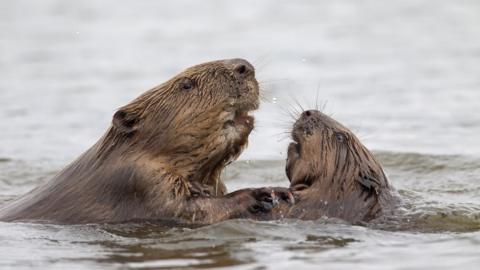 A pair of Eurasian beavers