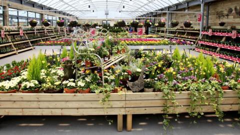 Dobbies plants