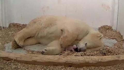 A handout photo shows an eight-year-old polar bear Tonja after giving birth to a cub in an enclosure at the Tierpark Berlin 07 December 2017