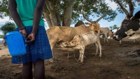 Women and cattle were abducted