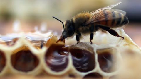 Honeybee - file pic