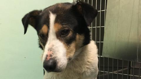 Dog rescued after two years