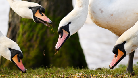 A stock image of several swans picking up food from a grassy area.