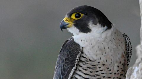 A close-up of a peregrine falcon's head. It is facing sideways. It has dark blue wings and head, with a speckled white breast. Its beak is dark at the end, with yellow at the other end, and also yellow around its eye.