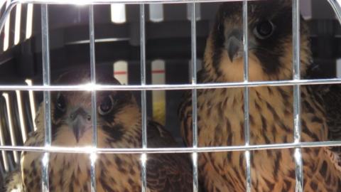 Peregrines in a cage