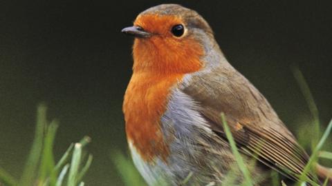 A robin with a bright red breast looking out from grass