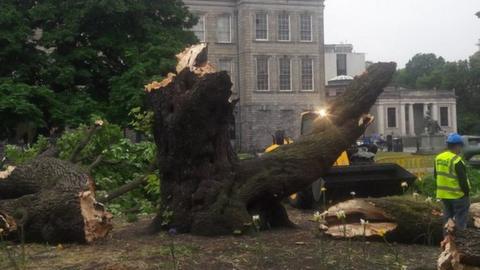 Tree collapses in Trinity College Dublin