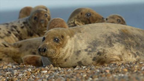 Grey seal colony