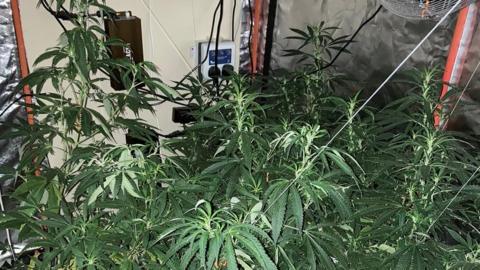 Cannabis plants seized by police