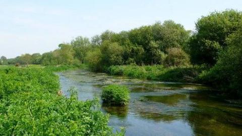 A view of the River Frome with green trees on the far side and bushes on the left.