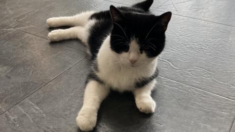 A black and white cat laid on a grey floor