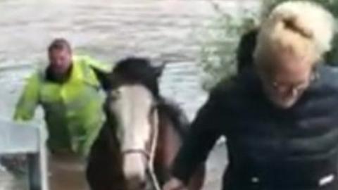 A horse is rescued