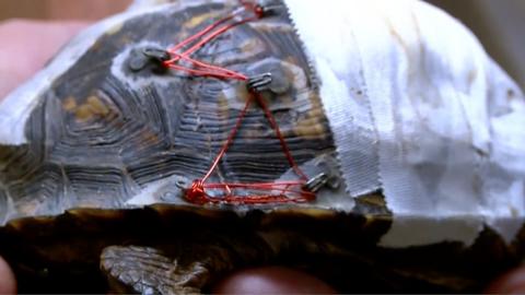 A North Carolina wildlife rescue came up with an ingenious way to mend cracked turtle shells: bra clasps, glue and string.
