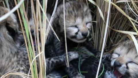 A photo of the four new cheetah cubs born in India