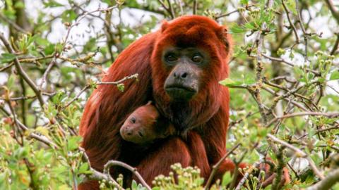 Red howler monkey and baby