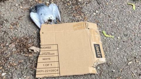 A dead pigeon partially covered by a piece of cardboard.