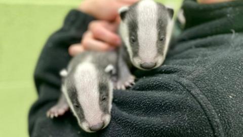 Rescued baby badgers