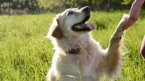 Golden Retriever giving paw