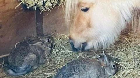 Pony and rabbits