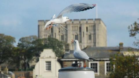 Seagulls in front of Norwich Castle