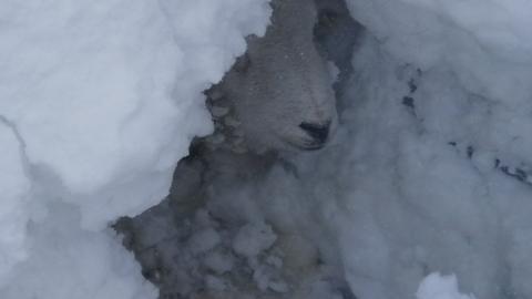 One of the buried sheep