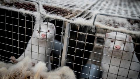 Mink are seen at a farm in Denmark, November 6, 2020.