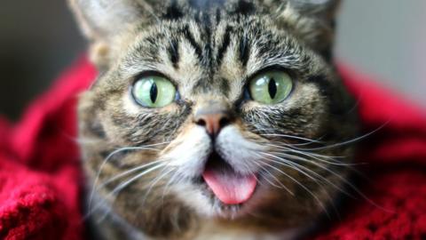 Close-up of Lil Bub face