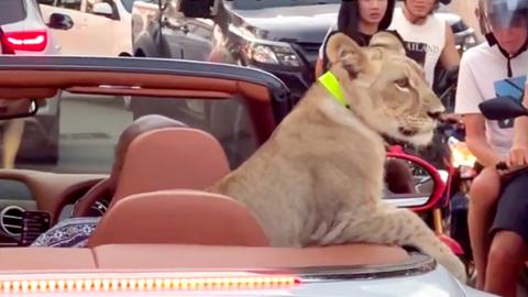 Screengrab from video showing chained lion cub seated in the back of a white, open-top Bentley