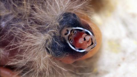 close-up photo of chicks begging