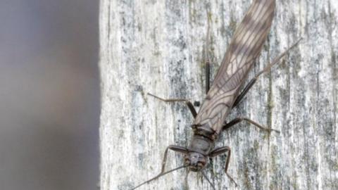 Northern February red stonefly