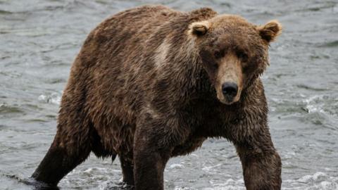 Otis walks across Brooks River in Bristol Bay, Alaska, in September 2023 