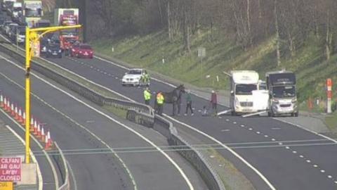 Horse on the carriageway