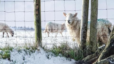 Defaid yn eira Llandegla
