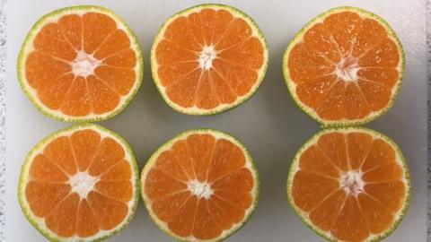 The insides of green satsumas are just as ripe as orange ones