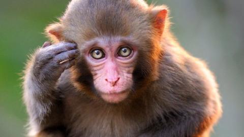 The researchers analysed brain activity in rhesus macaque monkeys