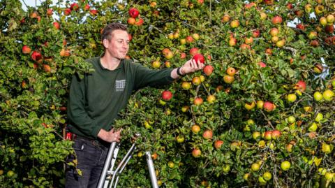 A man in a green jumper and jeans picking apples off a tree from a stepladder.