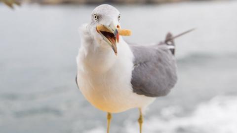 Seagull with a chip in its mouth