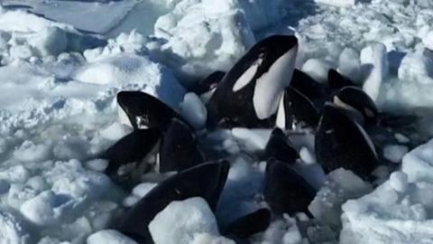 Orcas trapped in ice