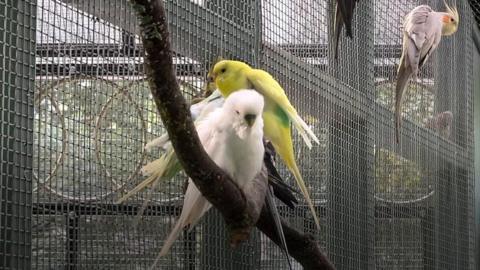Birds on a perch in an aviary