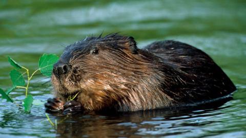 A Eurasian beaver, chewing on a leaf