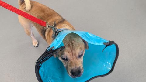 A very sad-looking tan, crossbreed dog. He has dry, hairless patches around his eyes and snout. He is wearing a medical cone which is dishevelled and broken in parts.