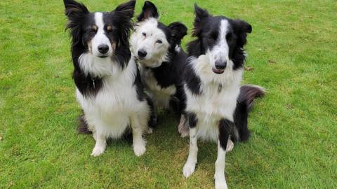 Three border collies