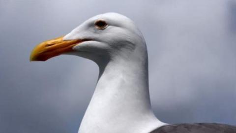 A stationary seagull