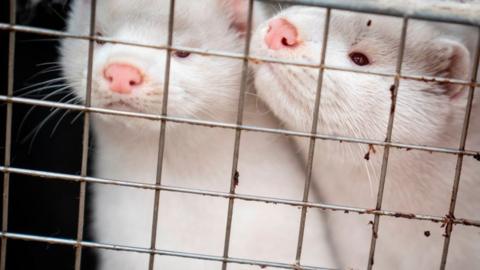 Mink at a farm in Denmark