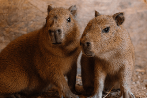 Two capybara pubs at Longleat. 
