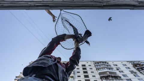 Handling a bird in a net