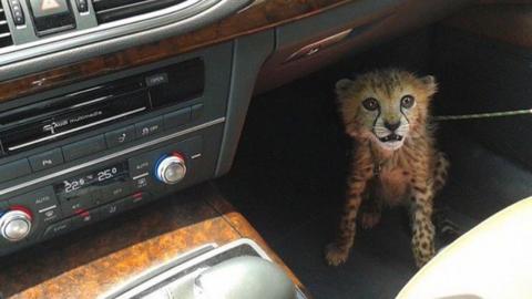 Cheetah in car