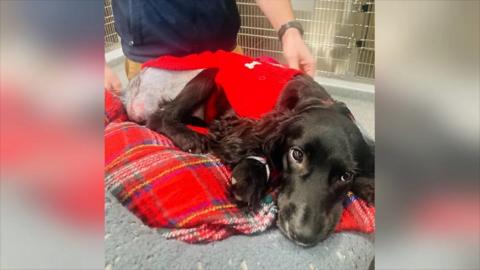 Ariel the spaniel after having surgery