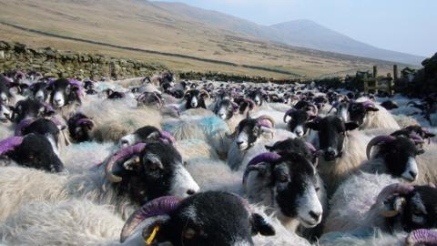 Sheep on the Isle of Man