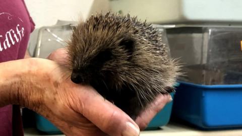 Hedgehog being held